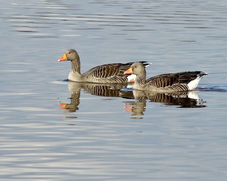 greylag geese